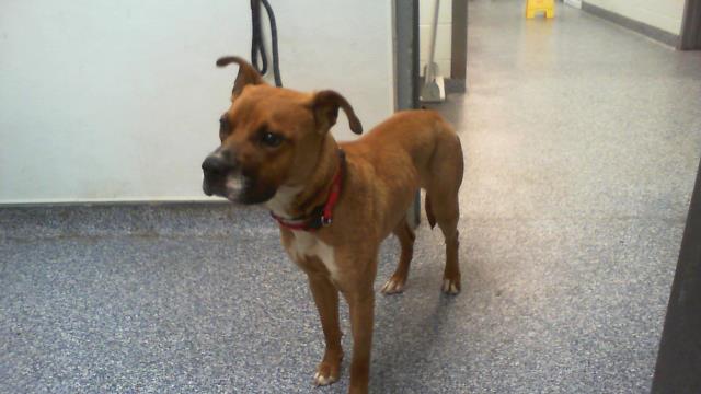 Shelter Stray Male Dog last seen CHARLOTTE, 8315 Byrum Dr, Charlotte, NC 28217, USA