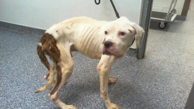 Shelter Stray Male Dog last seen CHARLOTTE, 8315 Byrum Dr, Charlotte, NC 28217, USA