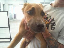 Shelter Stray Male Dog last seen CHARLOTTE, 8315 Byrum Dr, Charlotte, NC 28217, USA