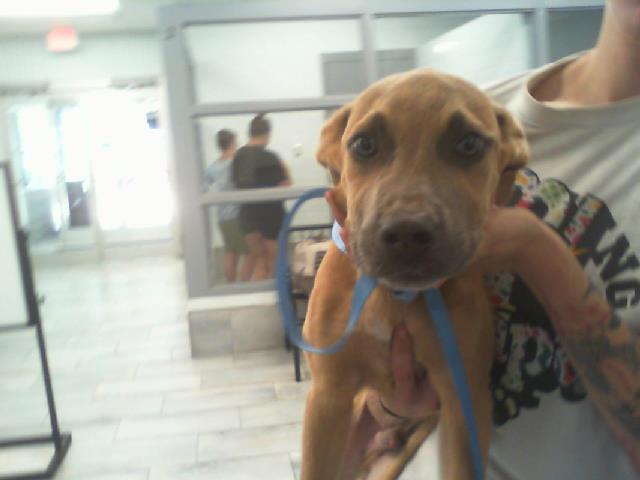 Shelter Stray Male Dog last seen CHARLOTTE, 8315 Byrum Dr, Charlotte, NC 28217, USA