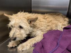 Shelter Stray Male Dog last seen , 5210 W Ave I, Lancaster, CA 93536, USA