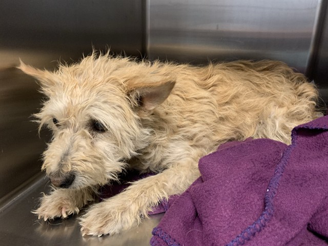 Shelter Stray Male Dog last seen , 5210 W Ave I, Lancaster, CA 93536, USA