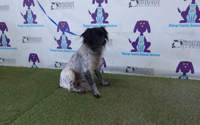 Shelter Stray Male Dog last seen , 2769 Conroy Rd, Orlando, FL 32839, USA