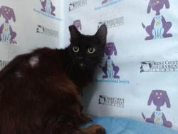 Shelter Stray Female Cat last seen , 2769 Conroy Rd, Orlando, FL 32839, USA