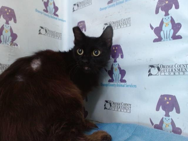 Shelter Stray Female Cat last seen , 2769 Conroy Rd, Orlando, FL 32839, USA