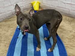 Shelter Stray Female Dog last seen Near BLOCK CHRYSLER DR, DETROIT MI 48211, 7401 Chrysler Dr, Detroit, MI 48211, USA