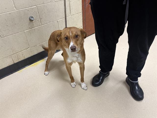 Shelter Stray Male Dog last seen Near BLOCK W MELVINA, 3839 W Burnham St, West Milwaukee, WI 53215, USA
