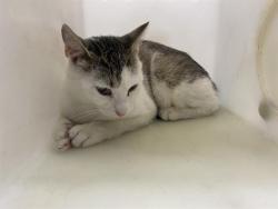Shelter Stray Unknown Cat last seen Near BLOCK S 29TH ST, 3839 W Burnham St, West Milwaukee, WI 53215, USA