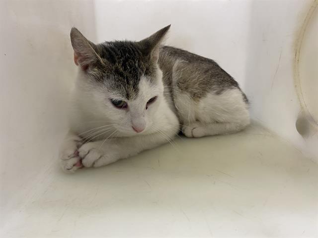 Shelter Stray Unknown Cat last seen Near BLOCK S 29TH ST, 3839 W Burnham St, West Milwaukee, WI 53215, USA