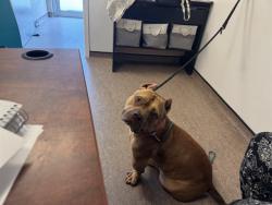 Shelter Stray Male Dog last seen 50XX ENRIGHT AVE, 1705 S Hanley Rd, Brentwood, MO 63144, USA