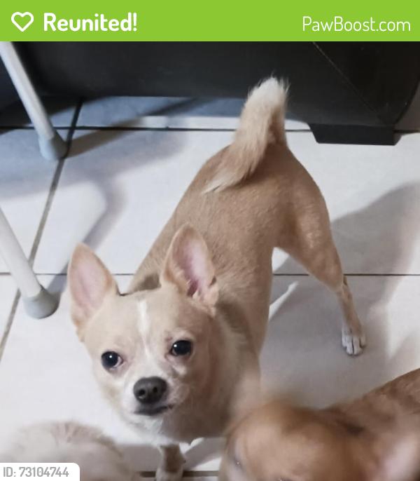 Reunited Male Dog last seen General Krueger and Winewood, San Antonio, TX 78213