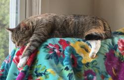 Lost Female Cat last seen West Shore Rd and Frontier Rd, Warwick, RI 02889