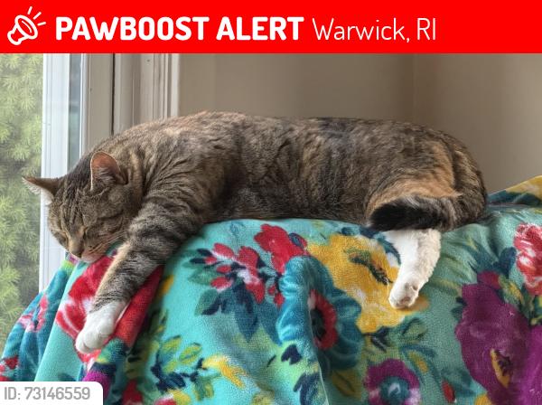 Lost Female Cat last seen West Shore Rd and Frontier Rd, Warwick, RI 02889
