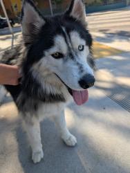 Found/Stray Male Dog last seen Near 20th st, Santa Monica, CA 90404