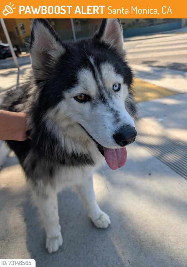 Found/Stray Male Dog last seen Near 20th st, Santa Monica, CA 90404