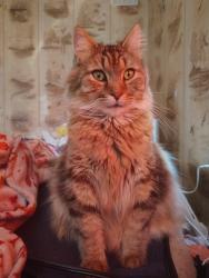 Lost Male Cat last seen Dollar General in Greensboro MD, Greensboro, MD 21639