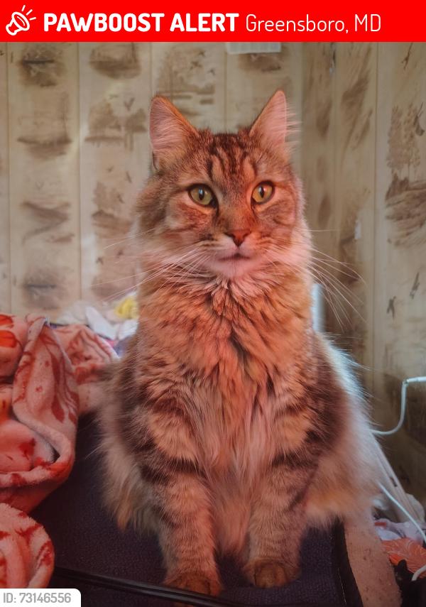 Lost Male Cat last seen Dollar General in Greensboro MD, Greensboro, MD 21639