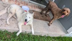 Reunited Female Dog last seen Cypress Trails Of Timber Lane, Spring, TX 77373, USA, Spring, TX 77373