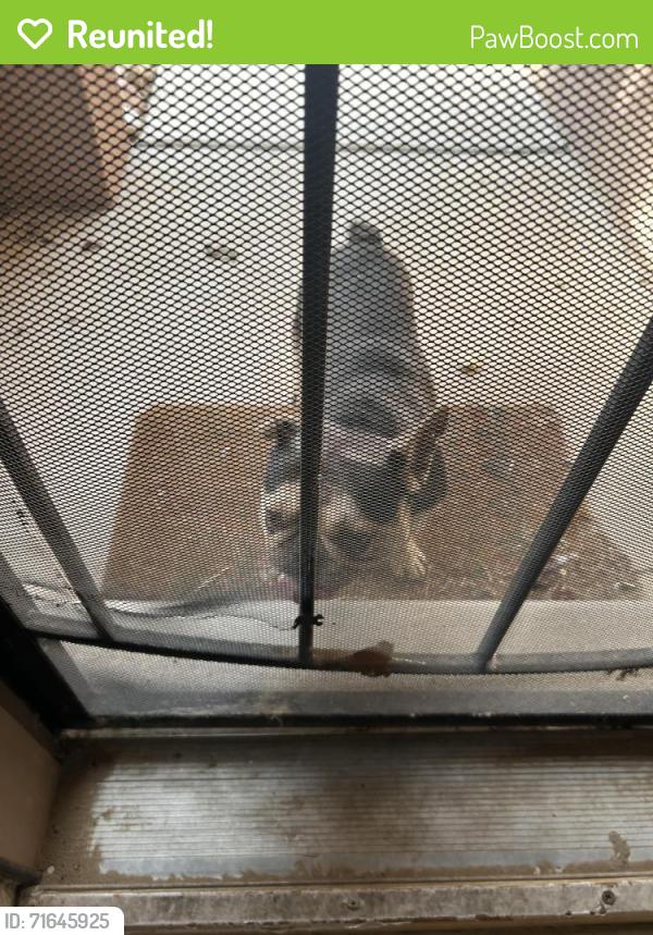 Reunited Male Dog last seen Sombrillo and Stinson, Stinson Tower, NM 87121