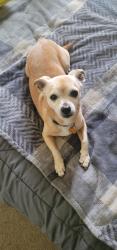 Reunited Male Dog last seen Masterson Station Playground, Lexington, KY 40511