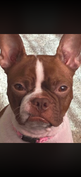 Lost Female Dog last seen Palmer Ave, Syracuse, NY 13204