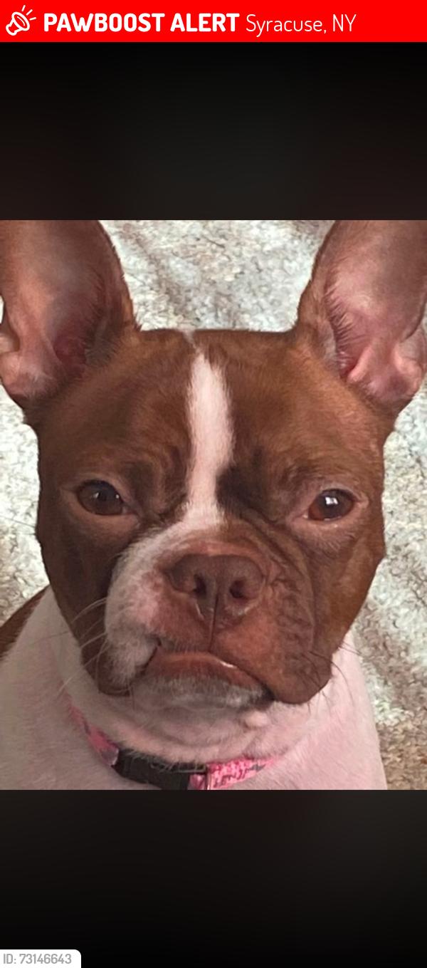 Lost Female Dog last seen Palmer Ave, Syracuse, NY 13204