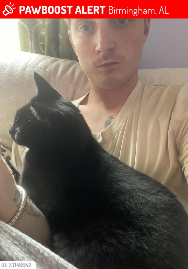 Lost Male Cat last seen Homewood, Birmingham, AL 35209