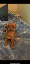 Reunited Female Dog last seen Near Zoria Farms Ln, San Jose, CA 95127, USA, San Jose, CA 95127