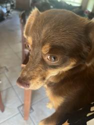Found/Stray Male Dog last seen Dakota and Brawley, Fresno, CA 93722