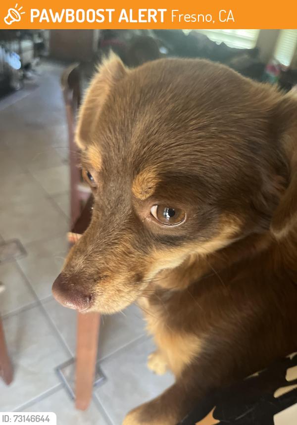 Found/Stray Male Dog last seen Dakota and Brawley, Fresno, CA 93722