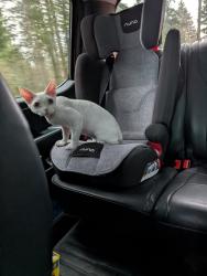 Reunited Male Cat last seen NE 85th Circle and Livingston Rd, Camas Wa, Clark County, WA 98607