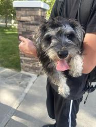 Found/Stray Female Dog last seen Stern and milbank, Los Angeles, CA 91423