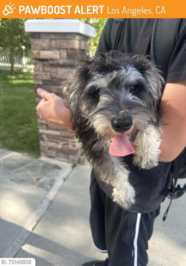 Found/Stray Female Dog last seen Stern and milbank, Los Angeles, CA 91423