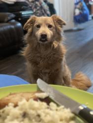 Reunited Female Dog last seen Academy, Fort Worth, TX 76108