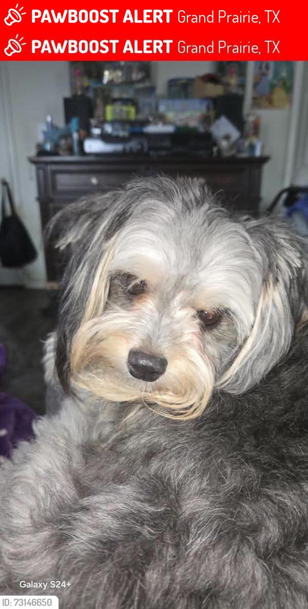 Lost Male Dog last seen Arkansas Ln and Great Southwest parkway, Grand Prairie, TX 75052