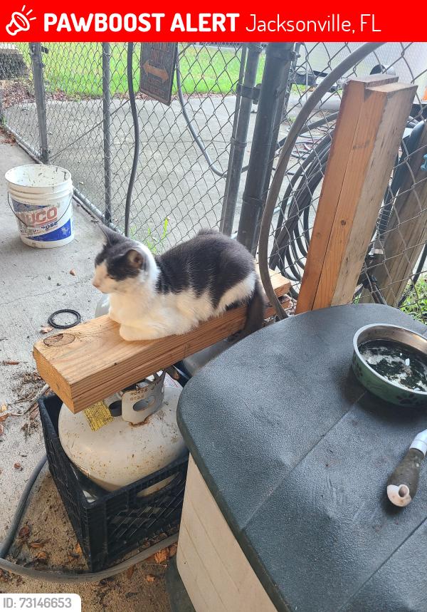 Lost Male Cat last seen Sheffield Elementary, Jacksonville, FL 32226
