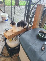 Lost Male Cat last seen Sheffield Elementary, Jacksonville, FL 32226