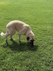 Found/Stray Female Dog last seen Near key 850, Tyler, TX 75707