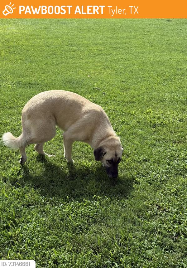 Found/Stray Female Dog last seen Near key 850, Tyler, TX 75707