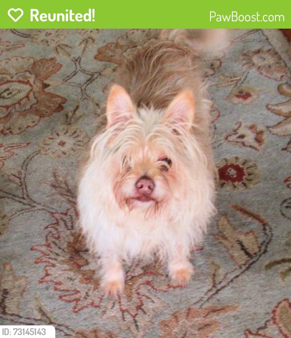 Reunited Male Dog last seen Roosevelt & Lime, Long Beach, CA 90807