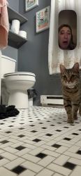 Reunited Male Cat last seen Helderberg, Albany, NY 12208