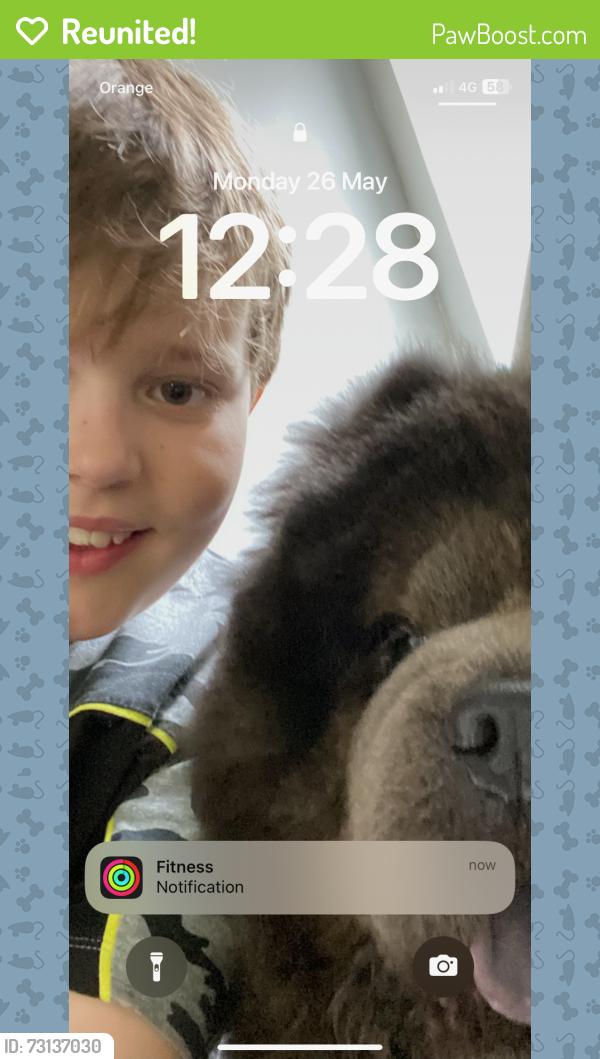 Reunited Male Dog last seen Liverpool road, Great Sankey, England WA5 1JA