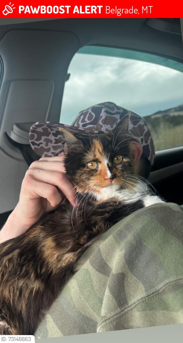 Lost Female Cat last seen Beeker ln and Happy, Belgrade, MT 59714