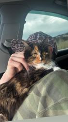 Lost Female Cat last seen Beeker ln and Happy, Belgrade, MT 59714