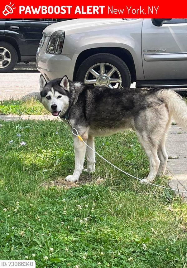 Lost Male Dog last seen morris street, New York, NY 10004