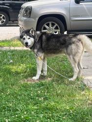 Lost Male Dog last seen morris street, New York, NY 10004