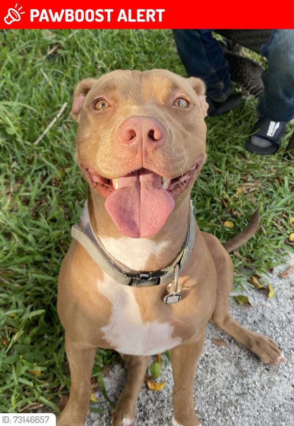 Lost Male Dog last seen Near 6th Ave S, Lake Worth Beach, FL 33461