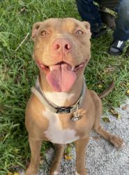 Lost Male Dog last seen Near 6th Ave S, Lake Worth Beach, FL 33461