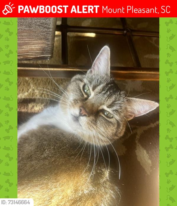 Lost Female Cat last seen Classic Ct The Grove at Carolina Park, Mount Pleasant, SC 29466