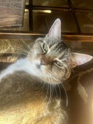 Lost Female Cat last seen Classic Ct The Grove at Carolina Park, Mount Pleasant, SC 29466